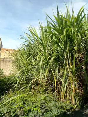 Top Quality Napier Cutting For Sale