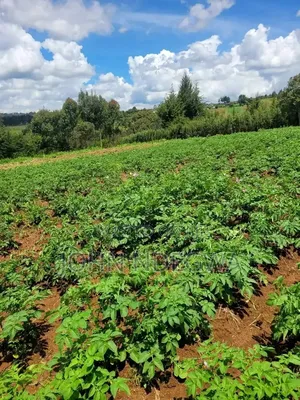Naromoru Land for Sale