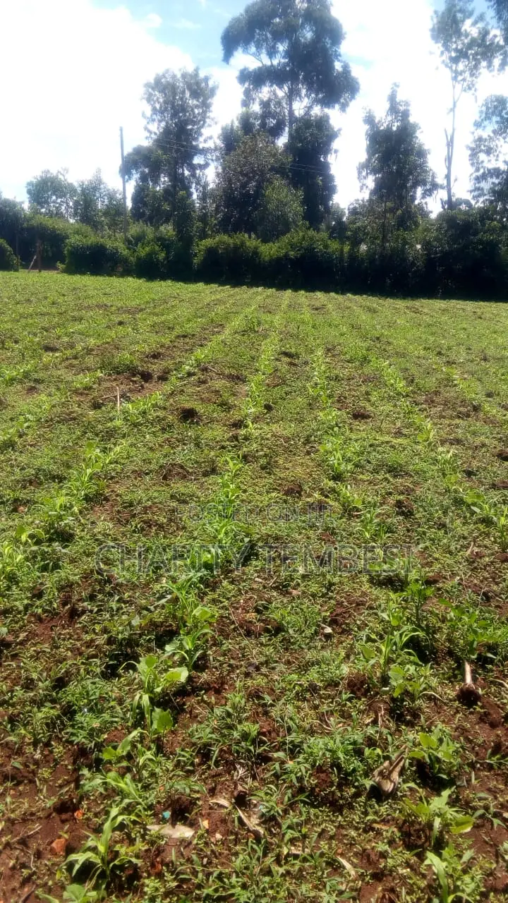 0.294 Acres of Land in Matunda, Moi's Bridge