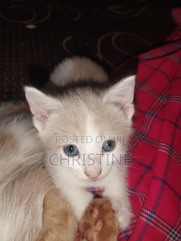 0-1 month Female Purebred Tabby