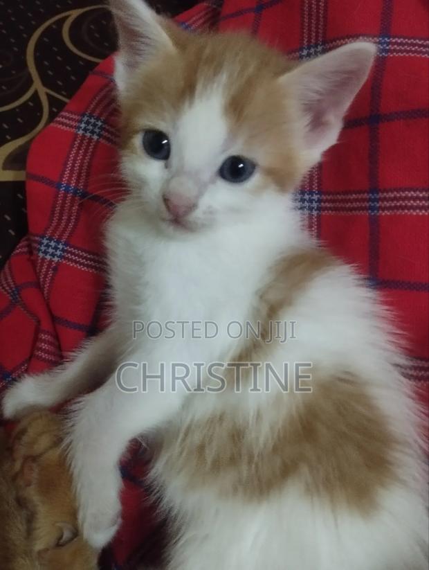 0-1 month Female Purebred Tabby - thumbnail 3