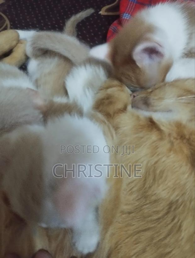 0-1 month Female Purebred Tabby - thumbnail 4