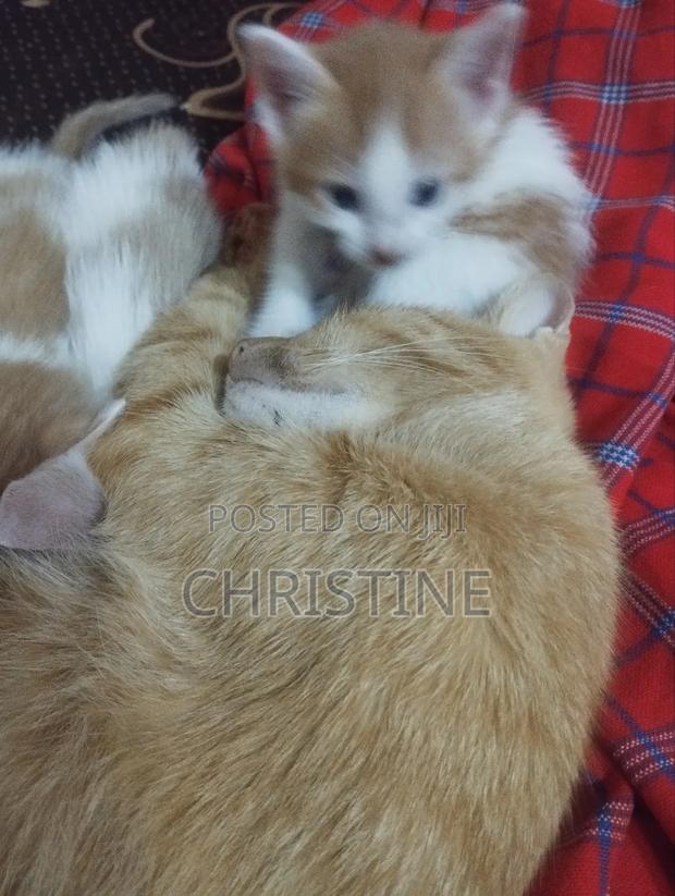 0-1 month Female Purebred Tabby - thumbnail 5