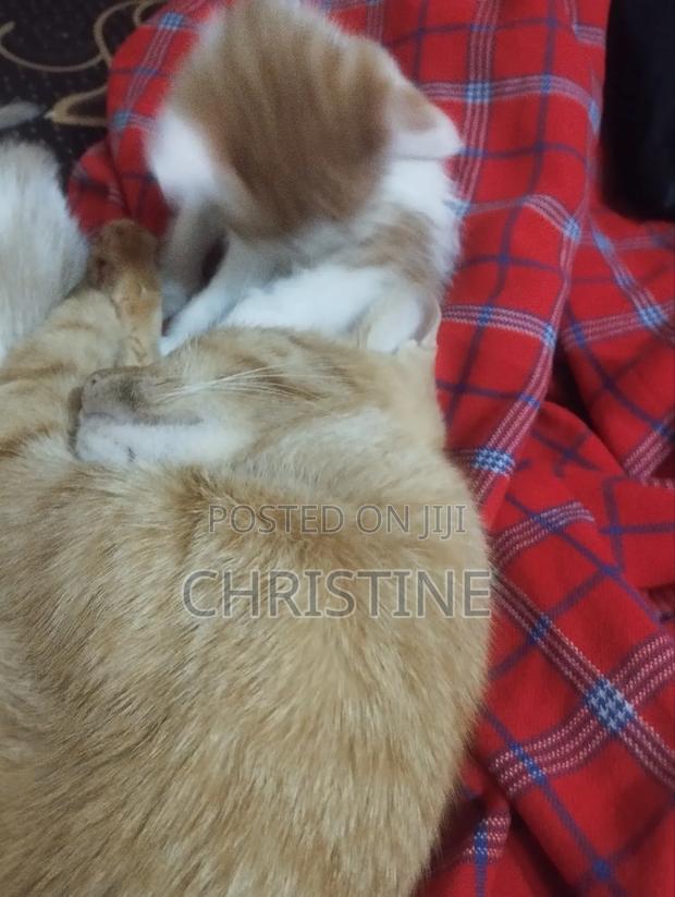 0-1 month Female Purebred Tabby - thumbnail 6