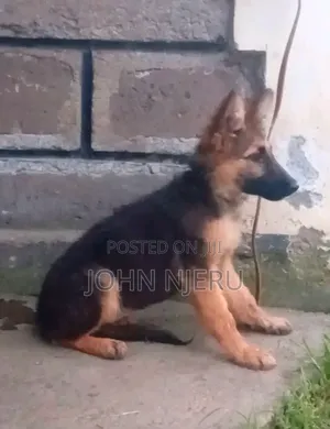 3-6 months Male Mixed Breed German Shepherd