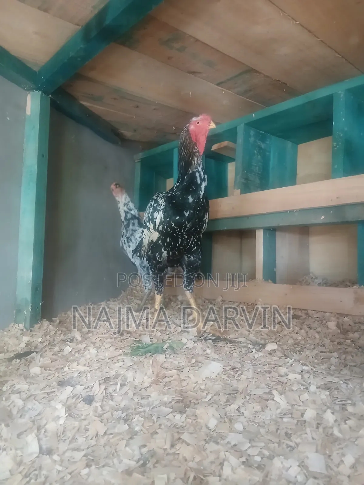 Kuchi Mature Male