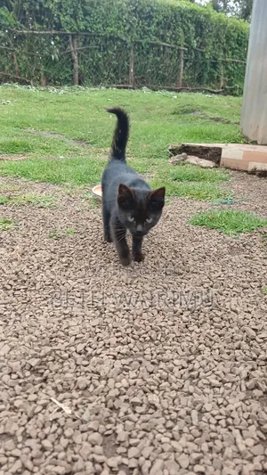 1-3 months Female Purebred American Shorthair