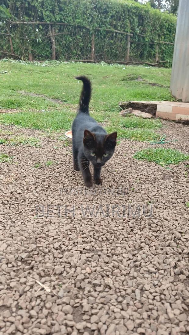 1-3 months Female Purebred American Shorthair