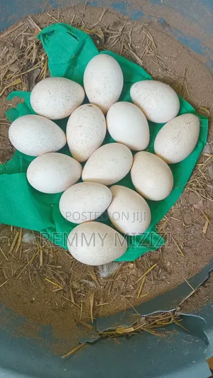 Fertilized Turkey Eggs