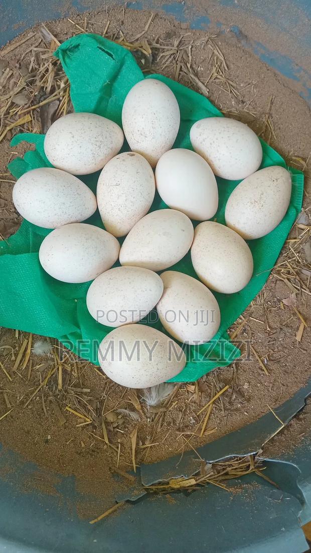 Fertilized Turkey Eggs