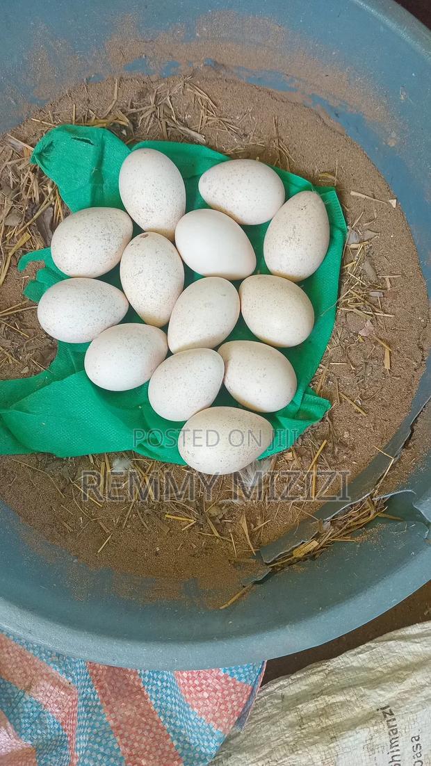 Fertilized Turkey Eggs - thumbnail 2