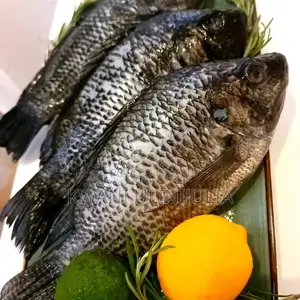 Fresh Tilapia/Fillet