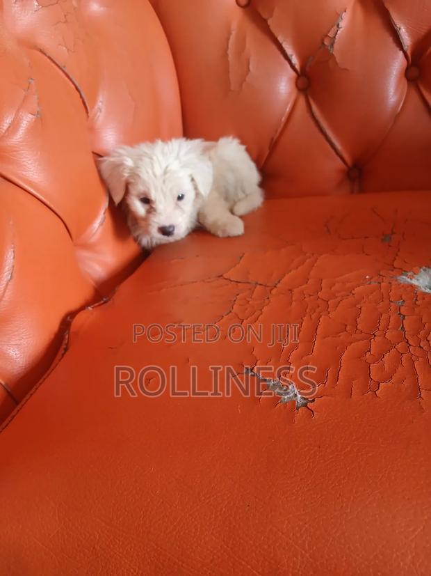 1-3 months Female Purebred Japanese Spitz