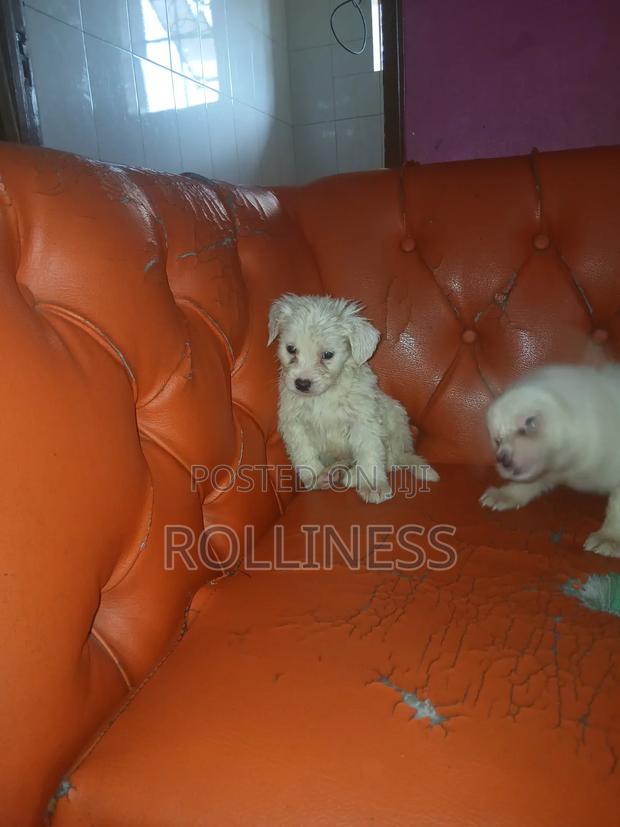 1-3 months Female Purebred Japanese Spitz - thumbnail 2