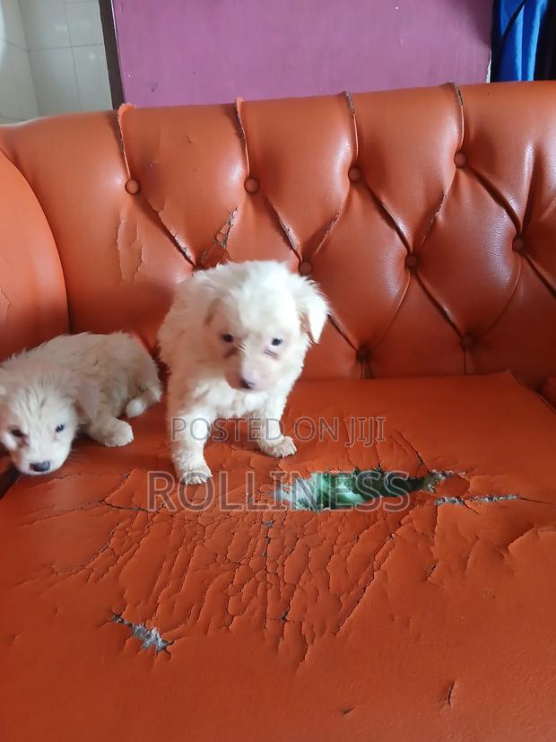 1-3 months Female Purebred Japanese Spitz - thumbnail 3