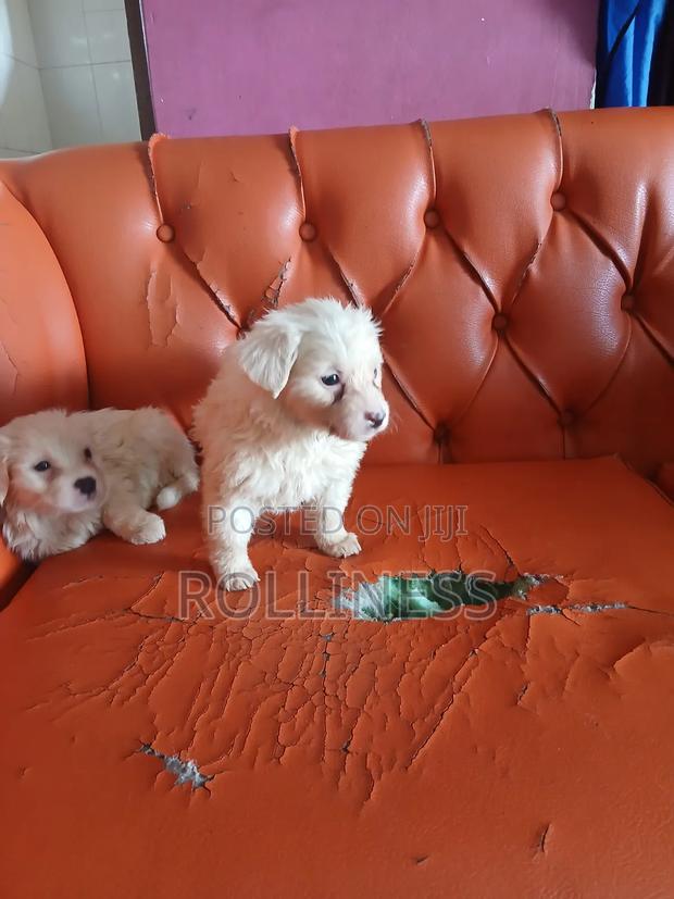 1-3 months Female Purebred Japanese Spitz - thumbnail 4