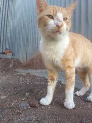 1+ year Male Purebred Havana Brown