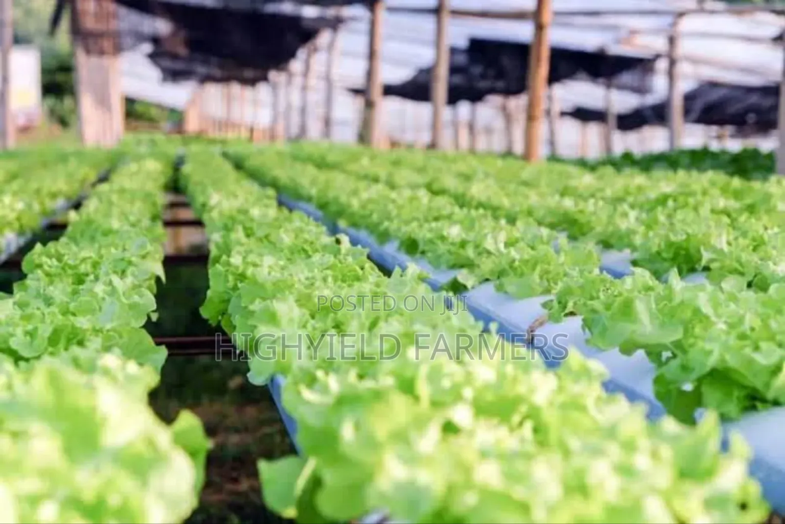 Hydroponic System Installation Training in Kenya