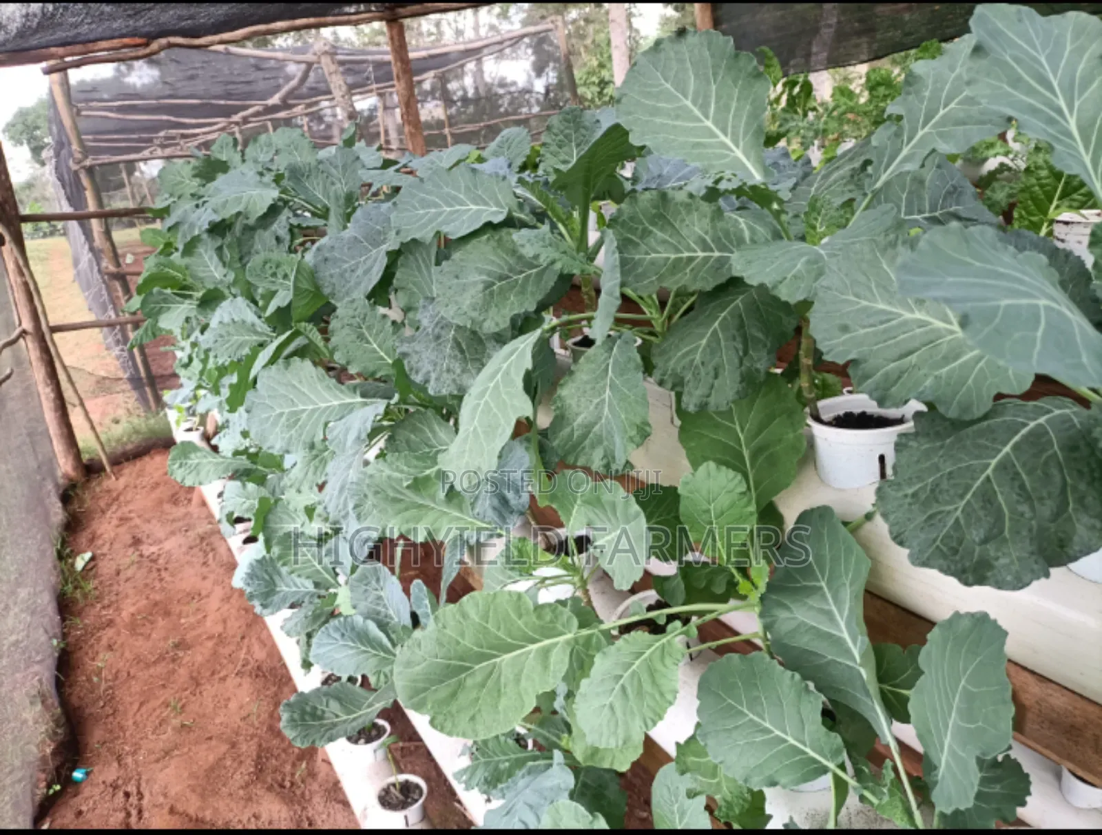 Hydroponic System Installation Training in Kenya