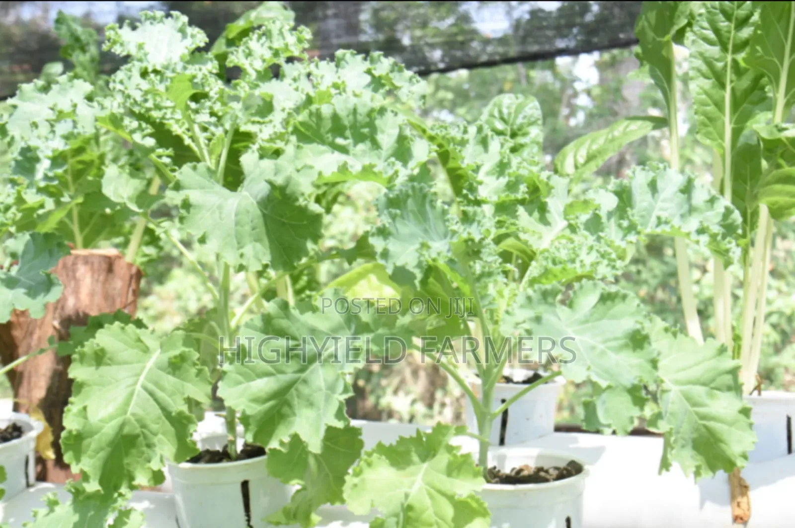 Hydroponic System Installation Training in Kenya
