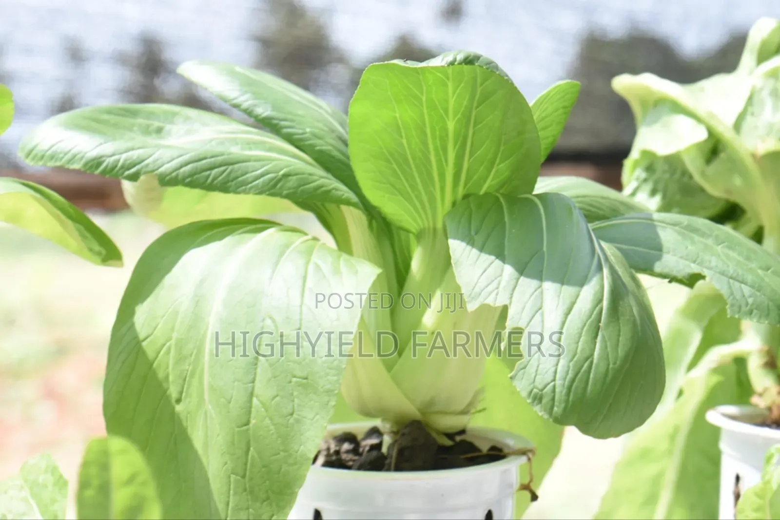 Hydroponic System Installation Training in Kenya
