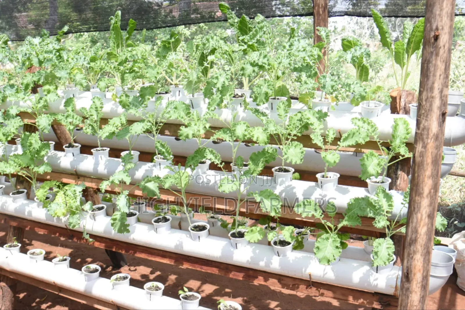 Hydroponic System Installation Training in Kenya