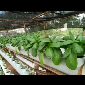 Hydroponic System Installation Training in Kenya