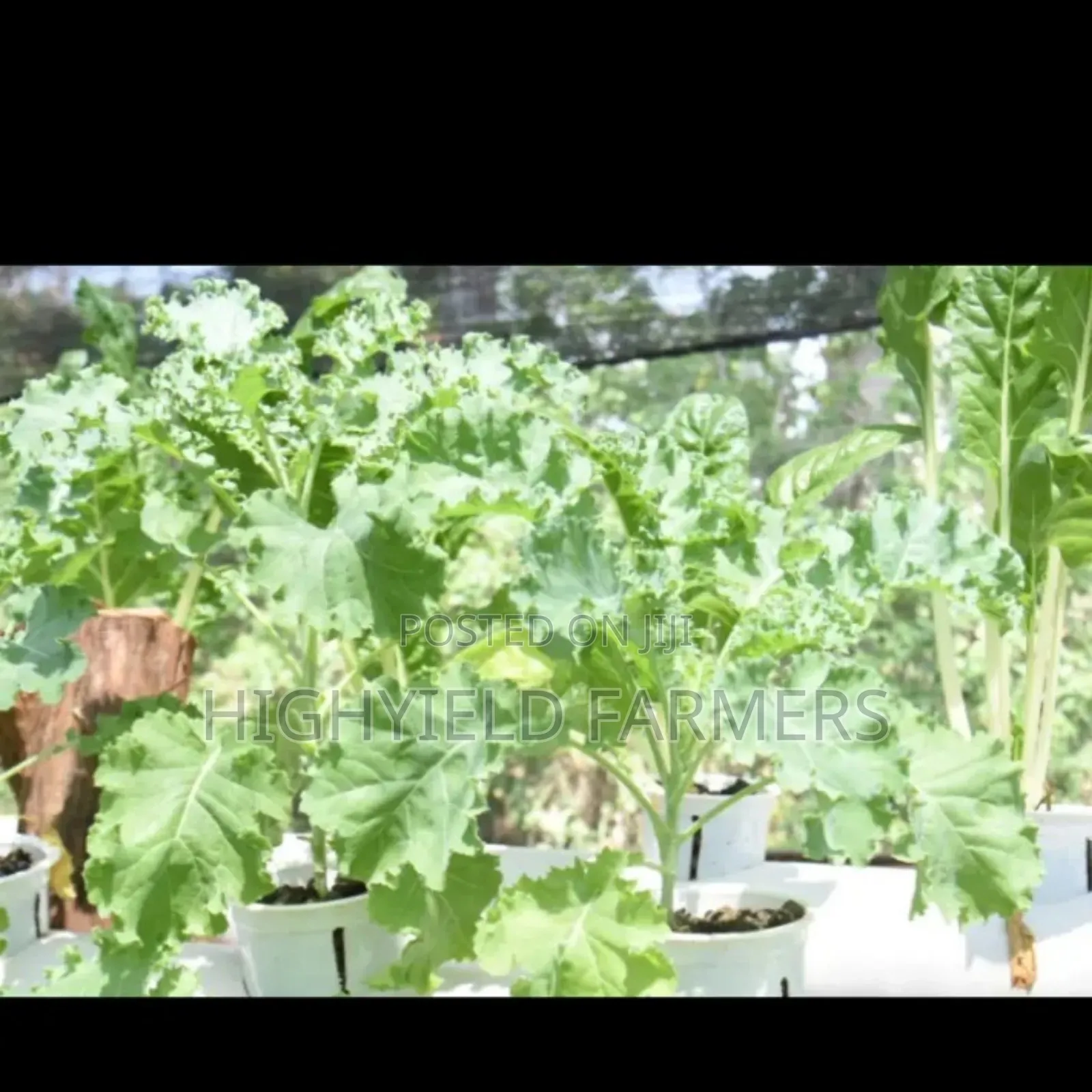 Hydroponic System Installation Training in Kenya