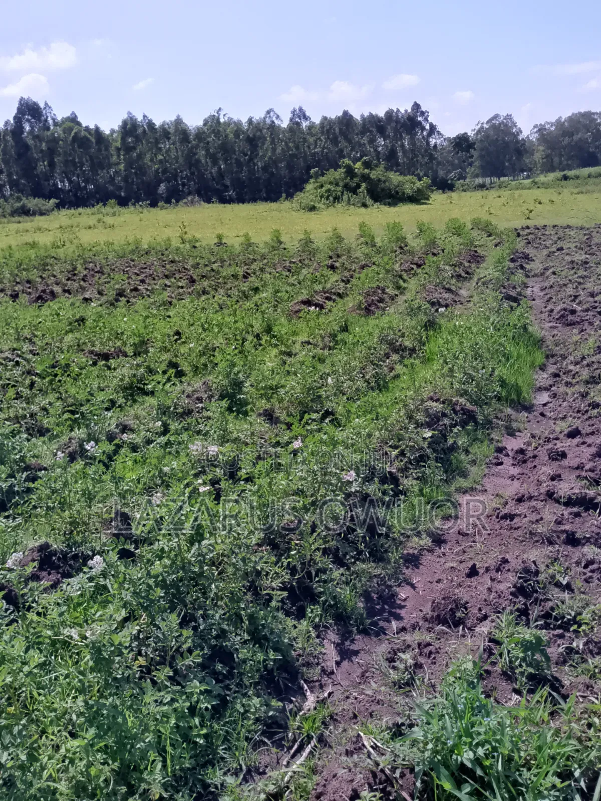Land for Sale