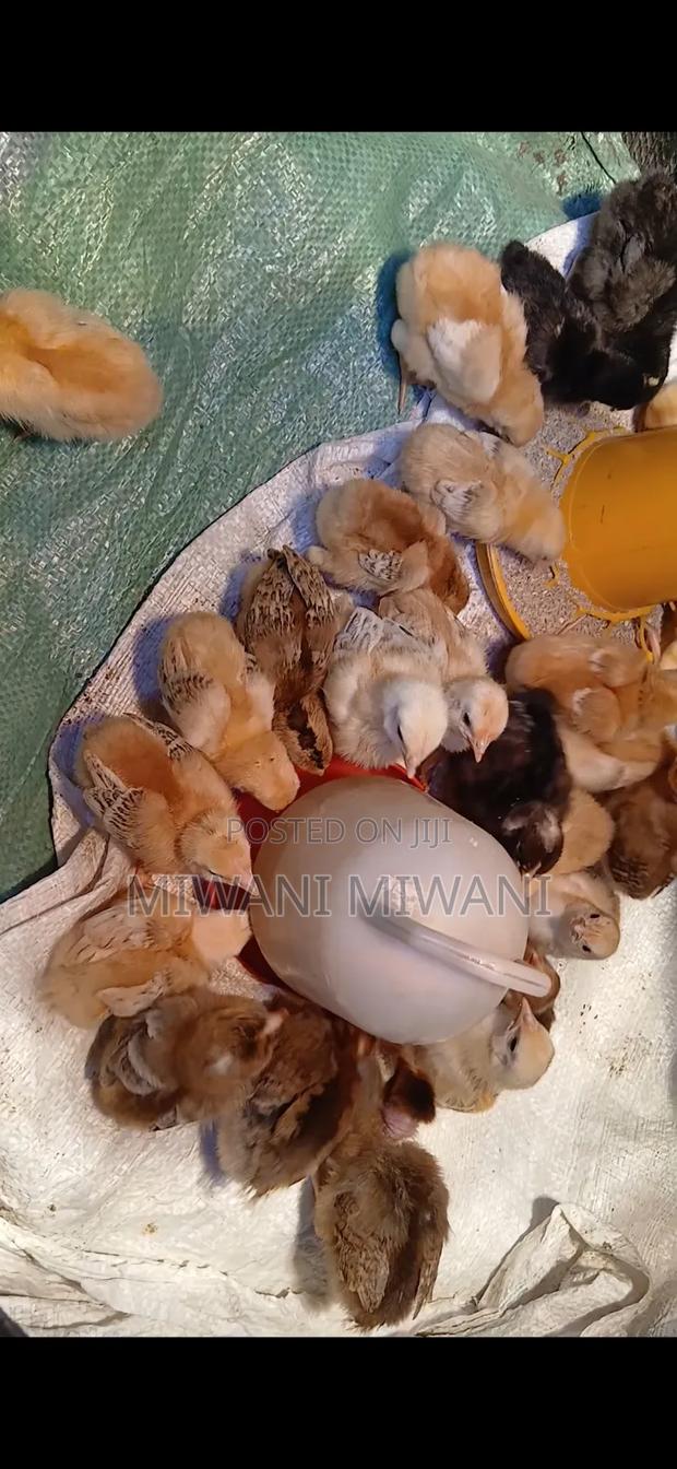 Kienyeji 2 Weeks Old Chicks for Sale