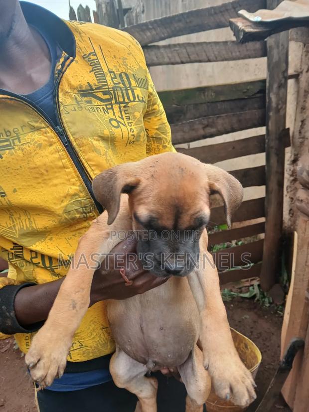 1-3 months Male Purebred Boerboel