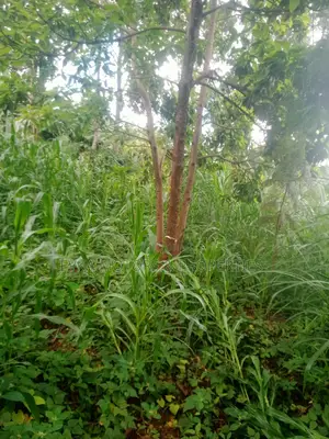 Mukangu -Kiharu Half Acre With a 2 Bedroom House at 3 M Master Ensuite