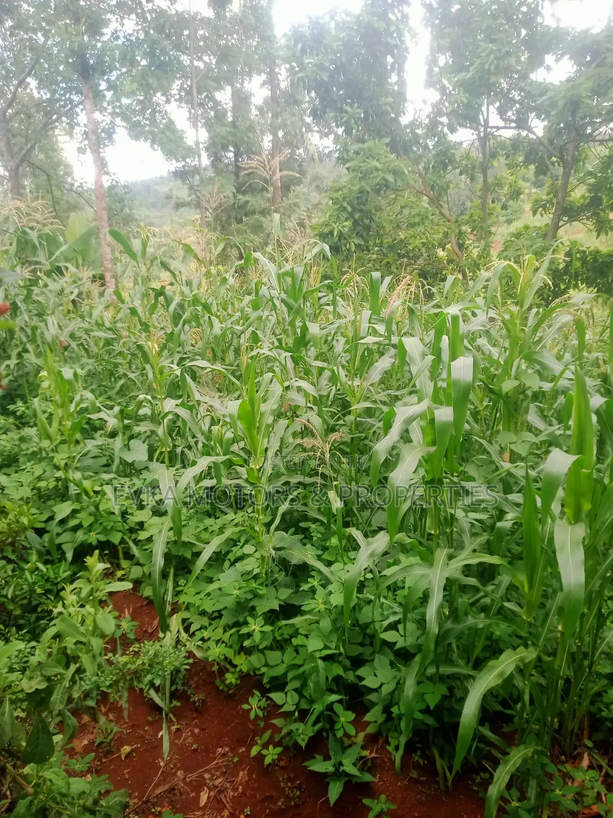 Mukangu -Kiharu Half Acre With a 2 Bedroom House at 3 M Master Ensuite