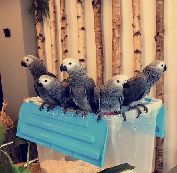 Baby Greys Trained and Friendly