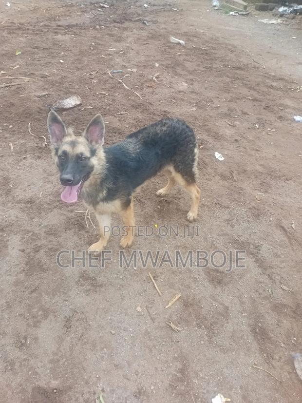 6-12 months Male Purebred German Shepherd