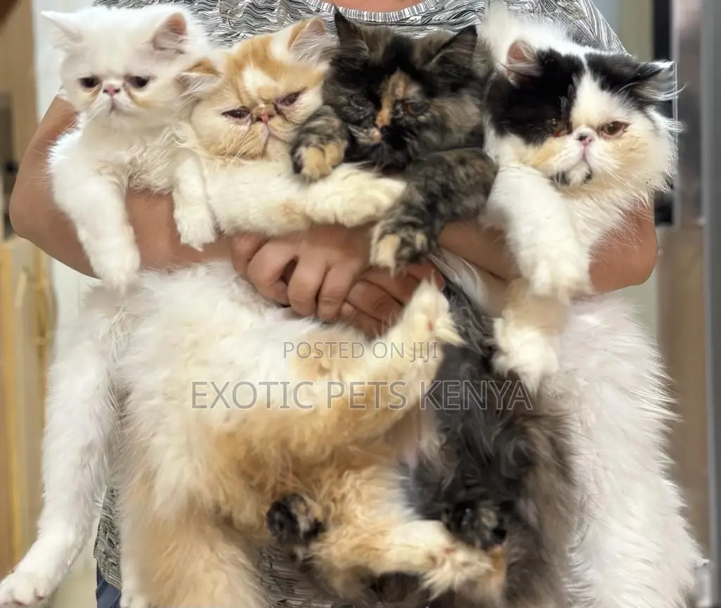 Persian Male Cat Stud Service