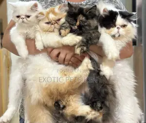 Persian Male Cat Stud Service