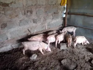 Farm Piglets