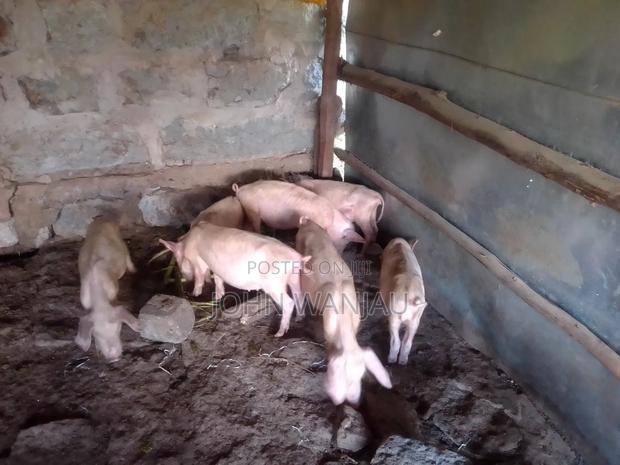 Farm Piglets - thumbnail 2