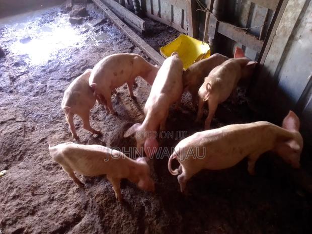 Farm Piglets - thumbnail 3
