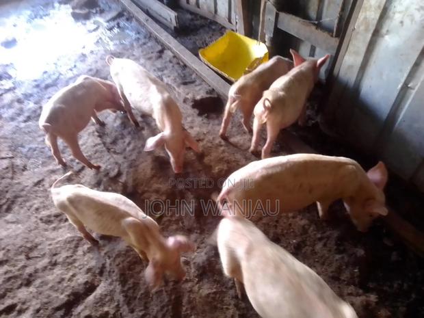 Farm Piglets - thumbnail 4