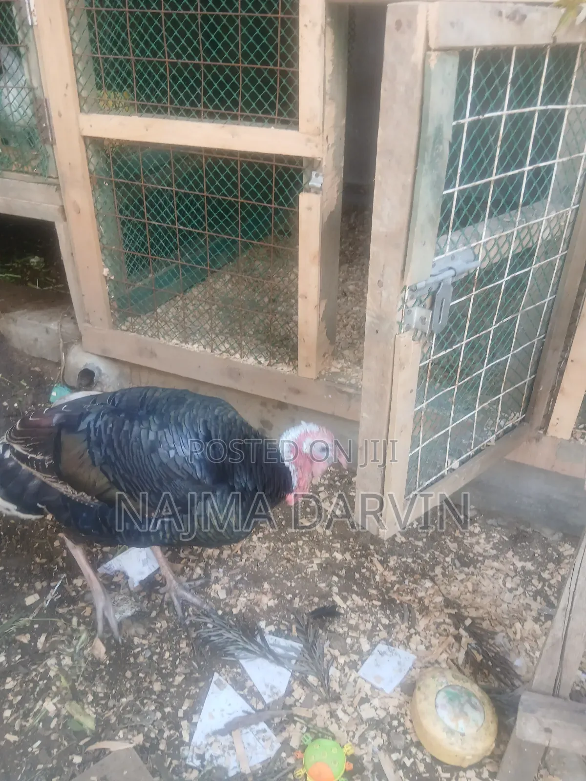 Mature Male Turkey