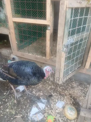 Mature Male Turkey