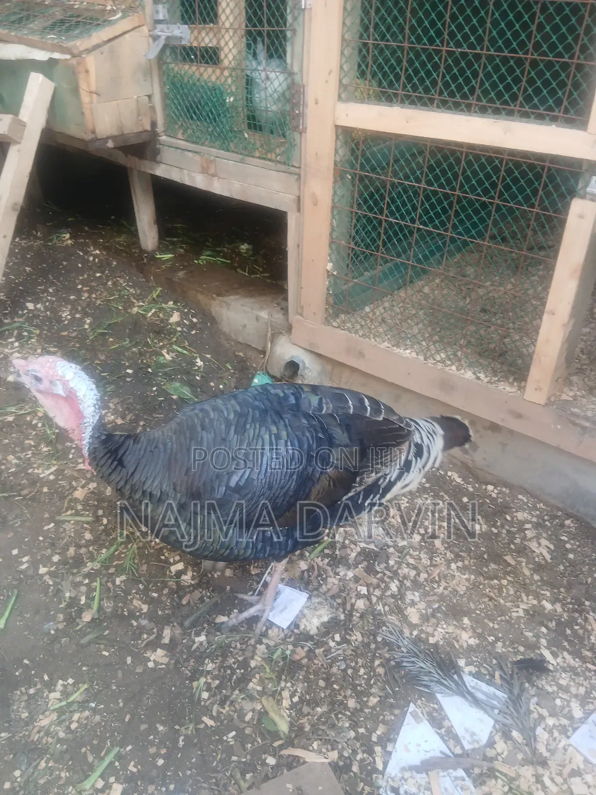 Mature Male Turkey
