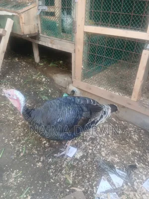 Mature Male Turkey