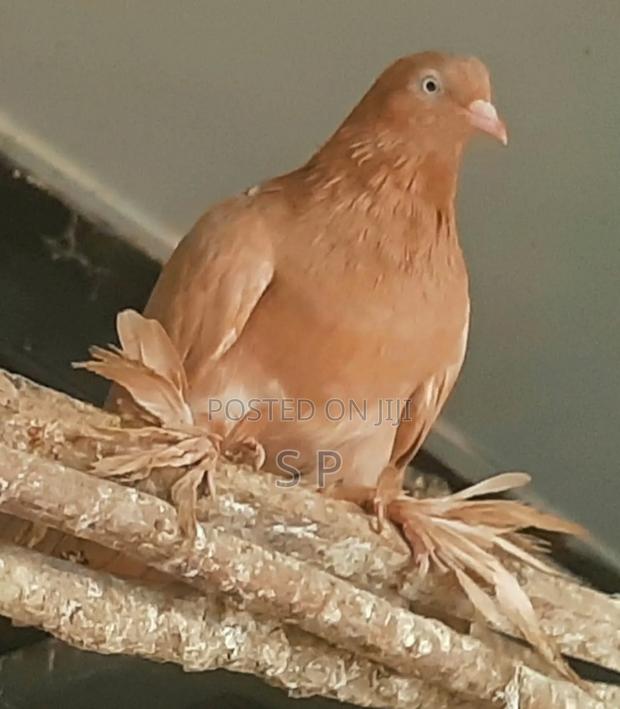 Chai Chai Female