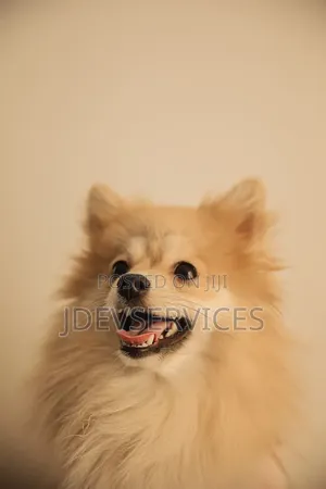 6-12 months Female Mixed Breed Chihuahua
