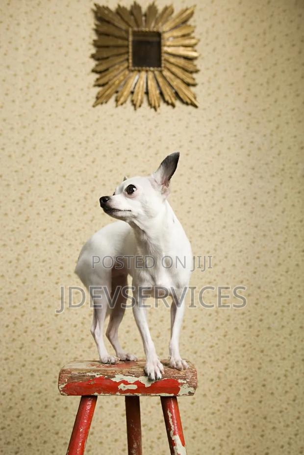 6-12 months Female Mixed Breed Chihuahua - thumbnail 2