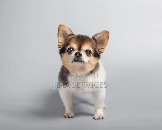 6-12 months Female Mixed Breed Chihuahua - thumbnail 3