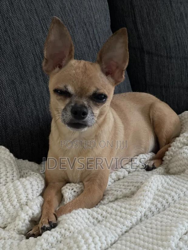 6-12 months Female Mixed Breed Chihuahua - thumbnail 4